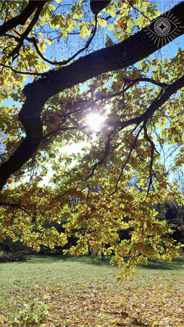 Fotoobraz - Vetva jeseň