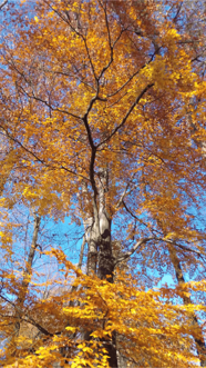 Fotoobraz - Zlatý strom