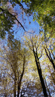 Fotoobraz - V korunách stromov