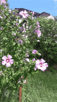 Fotoobraz - Ibištek