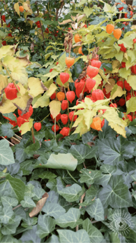 Fotoobraz - Physallis