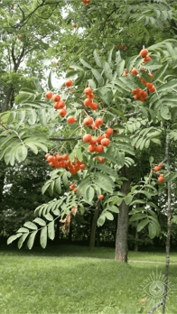 Fotoobraz - Jarabina