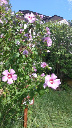 RITUÁL VYVÁŽENIA ENERGIE POMOCOU ŽIVLOVÝCH ENERGIÍ RITUÁL VYVÁŽENIA ENERGIE POMOCOU ŽIVLOVÝCH ENERGIÍ