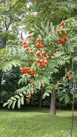 RITUÁL VYVÁŽENIA ENERGIE POMOCOU ŽIVLOVÝCH ENERGIÍ RITUÁL VYVÁŽENIA ENERGIE POMOCOU ŽIVLOVÝCH ENERGIÍ